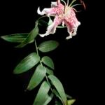 Prachtige Lilium speciosum bloem met witte en roze bloembladen.
