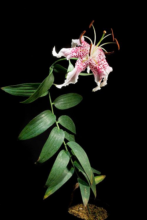 Prachtige Lilium speciosum bloem met witte en roze bloembladen.