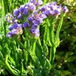 Purple and pink Limonium sinuatum flowers with green leaves on white background.