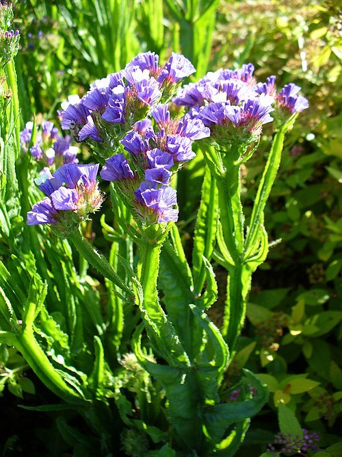 Purple and pink Limonium sinuatum flowers with green leaves on white background.