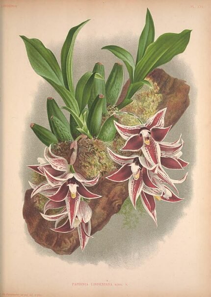 Illustratie van Paphinia lindeniana orchidee in paars en geel.