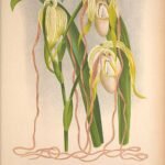 Phragmipedium warszewiczianum orchidee op botanische illustratie.