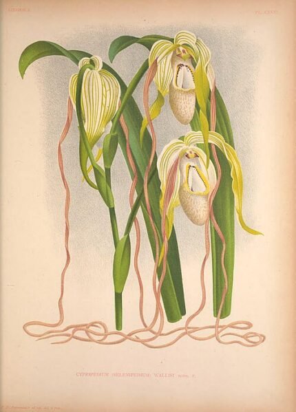 Phragmipedium warszewiczianum orchidee op botanische illustratie.