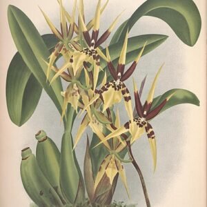 Botanische illustratie van Brassia wageneri orchidee met gele bloemen en bruine vlekken.