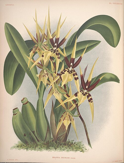 Botanische illustratie van Brassia wageneri orchidee met gele bloemen en bruine vlekken.