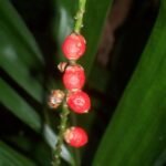 Zaden van Linospadix monostachyos in Nymboi-Binderay National Park.