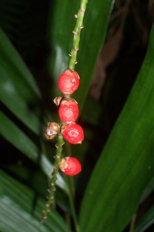 Zaden van Linospadix monostachyos in Nymboi-Binderay National Park.