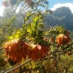 Bloeiende Liparia splendens plant met gele bloemen en groene bladeren.