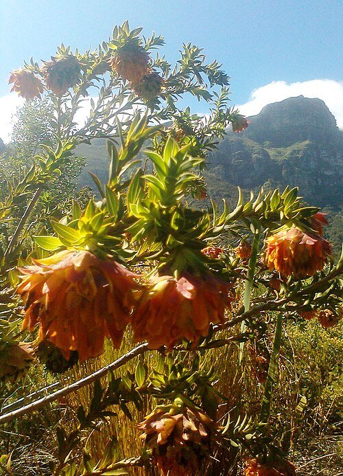 Bloeiende Liparia splendens plant met gele bloemen en groene bladeren.