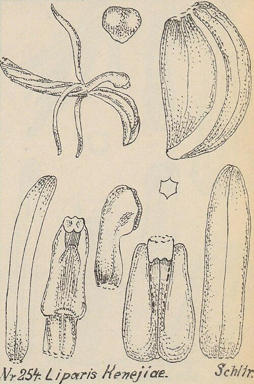 Liparis habenarina orchidee bloem in paarse kleur op botanische illustratie.