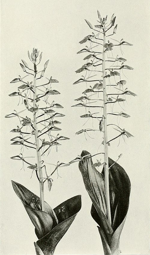 Magenta Liparis liliifolia orchidee met delicate gevlekte bloemblaadjes op een vervaagde groene achtergrond.