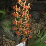 Liparis Nutans orchidee met kleine witte bloemen en groene bladeren.