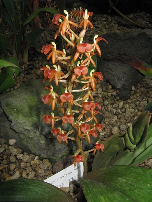 Liparis Nutans orchidee met kleine witte bloemen en groene bladeren.