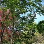 Liquidambar boom met groene bladeren in botanische tuin.