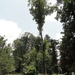 Bloeiende Liriodendron chinense in Kunming Botanical Garden.