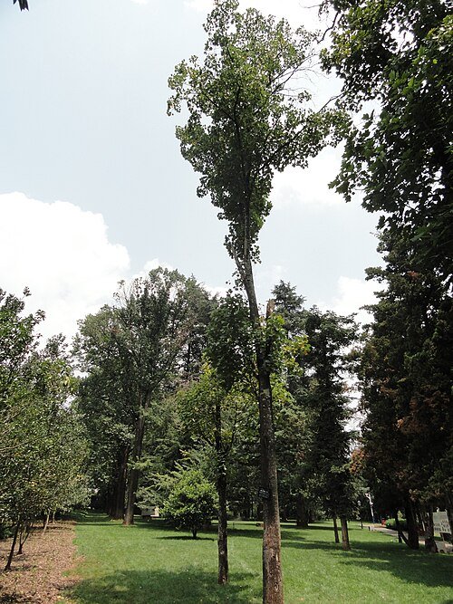 Bloeiende Liriodendron chinense in Kunming Botanical Garden.