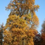 Bloeiende Liriodendron tulipifera boom met groene bladeren en gele bloemen.