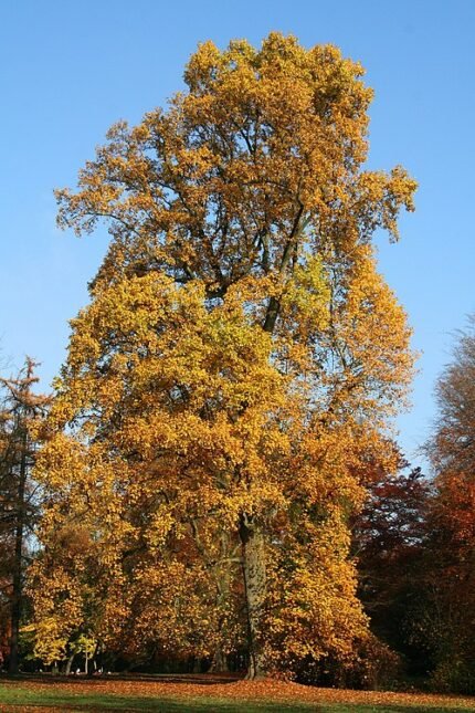 Bloeiende Liriodendron tulipifera boom met groene bladeren en gele bloemen.