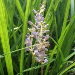 Paarse Liriope spicata bloemen in tuinsetting.