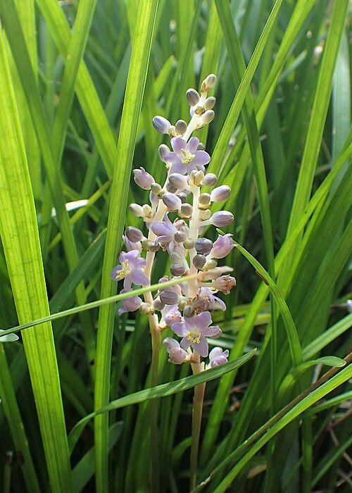 Paarse Liriope spicata bloemen in tuinsetting.