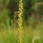 Grote keverorchis bloem in natuurlijke schaduwrijke omgeving.