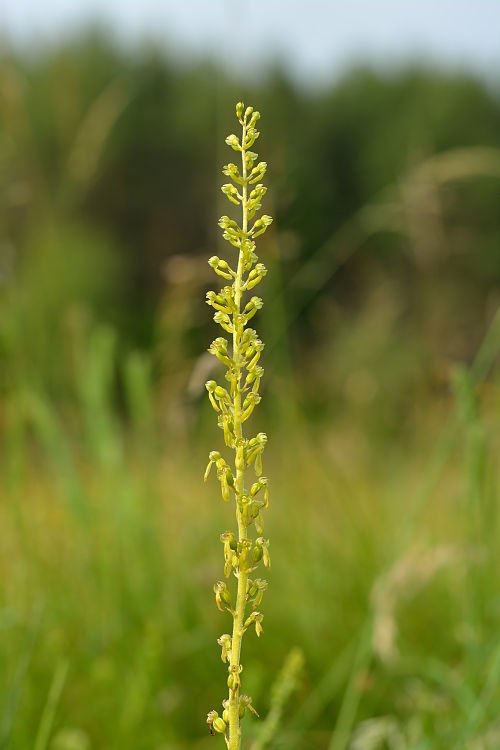Grote keverorchis bloem in natuurlijke schaduwrijke omgeving.