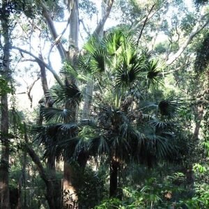 Livistona australis palmboom in Royal National Park.