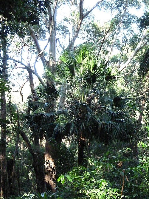 Livistona australis palmboom in Royal National Park.