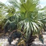 Chinese schermpalm met groene waaierbladeren op kleigrond.