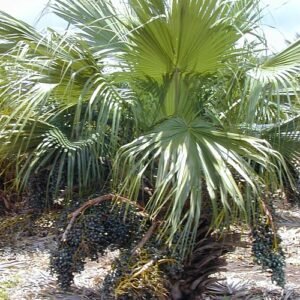 Chinese schermpalm met groene waaierbladeren op kleigrond.