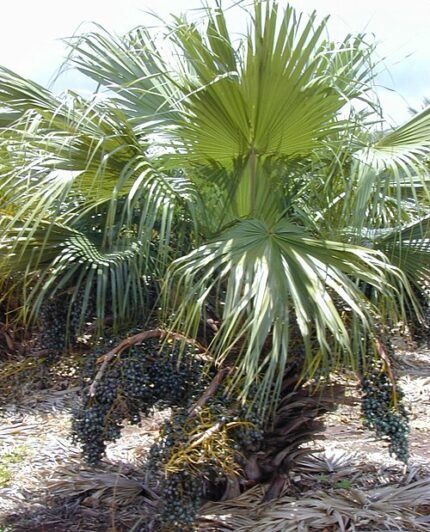 Chinese schermpalm met groene waaierbladeren op kleigrond.