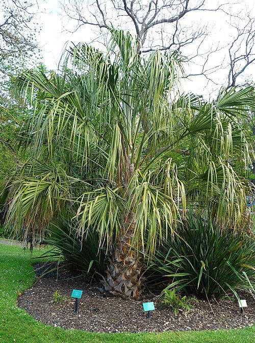 Livistona decipiens palmboom met groen blad in Christchurch Botanische Tuinen.