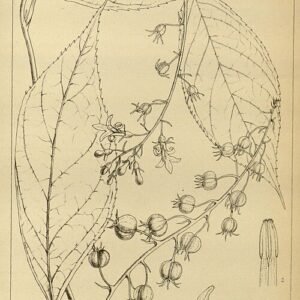 Bloeiende Pratia plant met kleine blauwe bloemen.