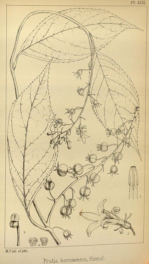 Bloeiende Pratia plant met kleine blauwe bloemen.