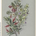 Blauwe lobelia bloem met groene bladeren op een heldere achtergrond.
