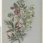 Blauwe lobelia bloem met groene bladeren op een heldere achtergrond.