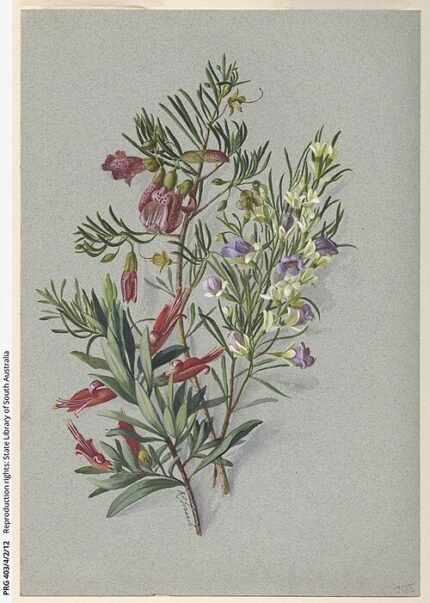 Blauwe lobelia bloem met groene bladeren op een heldere achtergrond.