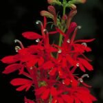 Rode Lobelia bloem in volle bloei met groene bladeren.