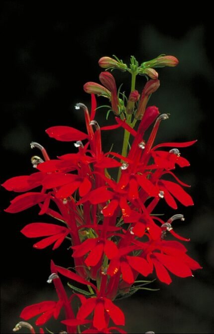 Rode Lobelia bloem in volle bloei met groene bladeren.
