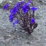 Winterharde Lobelia hangplant met paarse bloemen en groene bladeren.