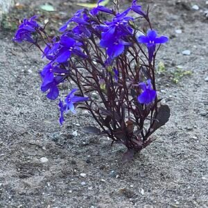 Winterharde Lobelia hangplant met paarse bloemen en groene bladeren.