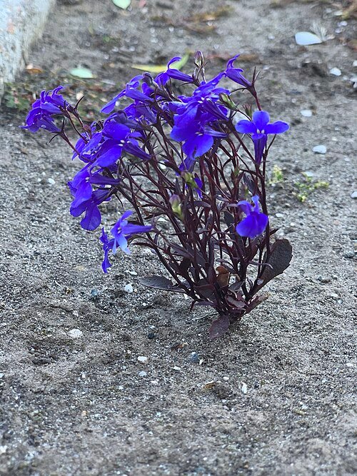 Winterharde Lobelia hangplant met paarse bloemen en groene bladeren.