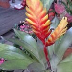 Vriesea carinata met rode bloem en groene bladeren.