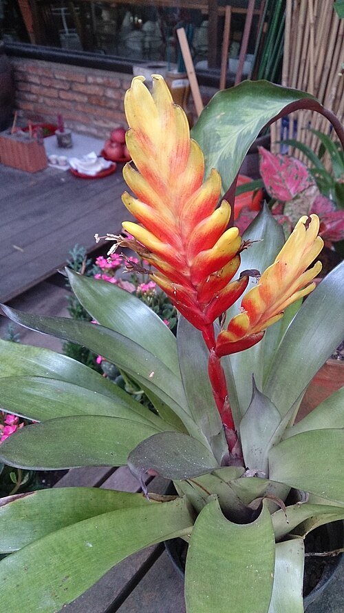 Vriesea carinata met rode bloem en groene bladeren.