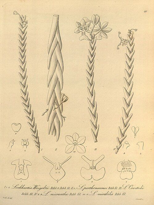 Lockhartia micrantha orchidee in paars en geel, volle bloei.