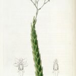 Lockhartia acuta orchidee met witte bloemen en groene bladeren op neutrale achtergrond.