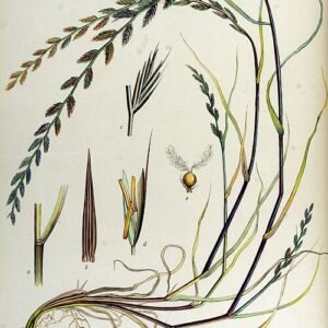 Gras met blauwgroene bladeren en bloeiende pluimen op natuurlijke achtergrond.