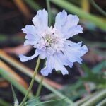 Scabiosa caucasica bloeiende witte bloemen en groene bladeren.