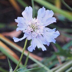 Scabiosa caucasica bloeiende witte bloemen en groene bladeren.