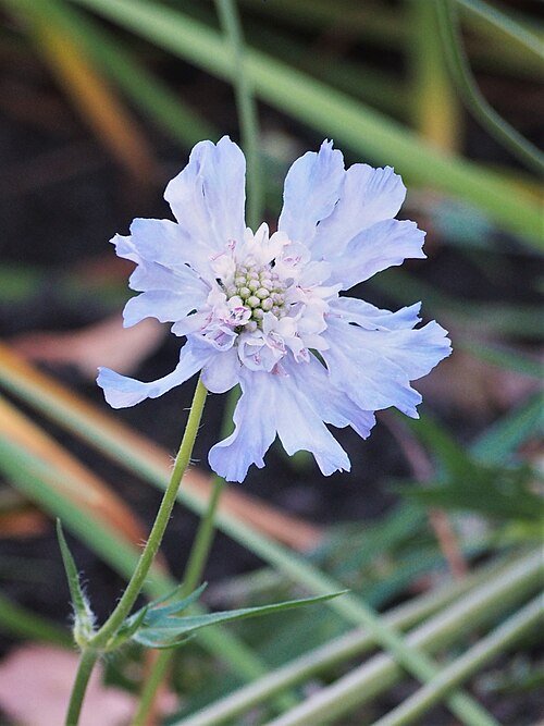 Scabiosa caucasica bloeiende witte bloemen en groene bladeren.
